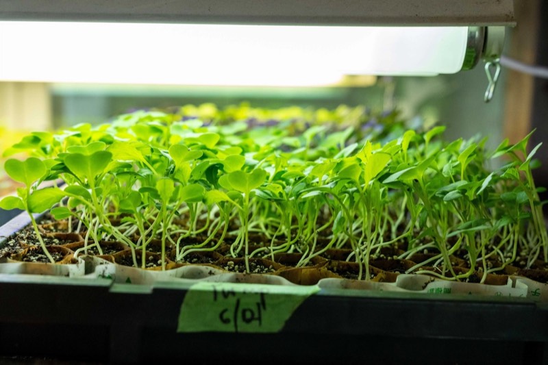 Burpee Seed Starting Kit