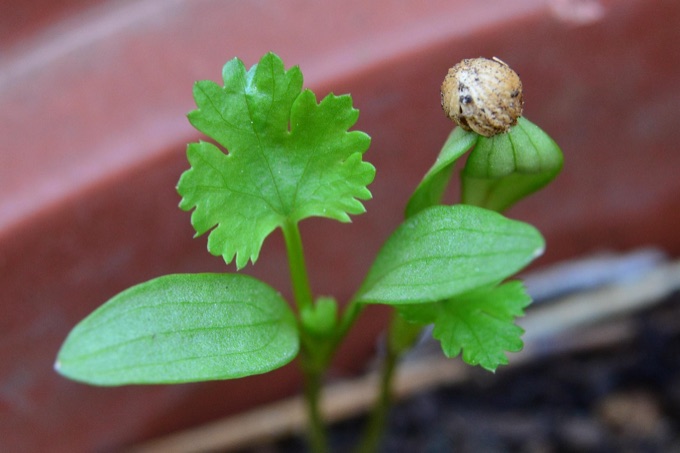 True Leaf Market Seeds — herb seeds germinating